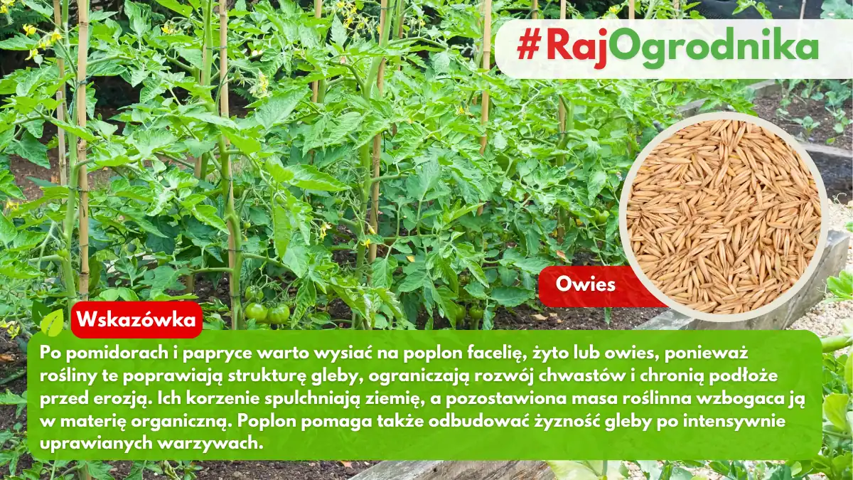 Jakie rośliny poplonowe wysiewać po pomidorach blog sklep rajogrodnika